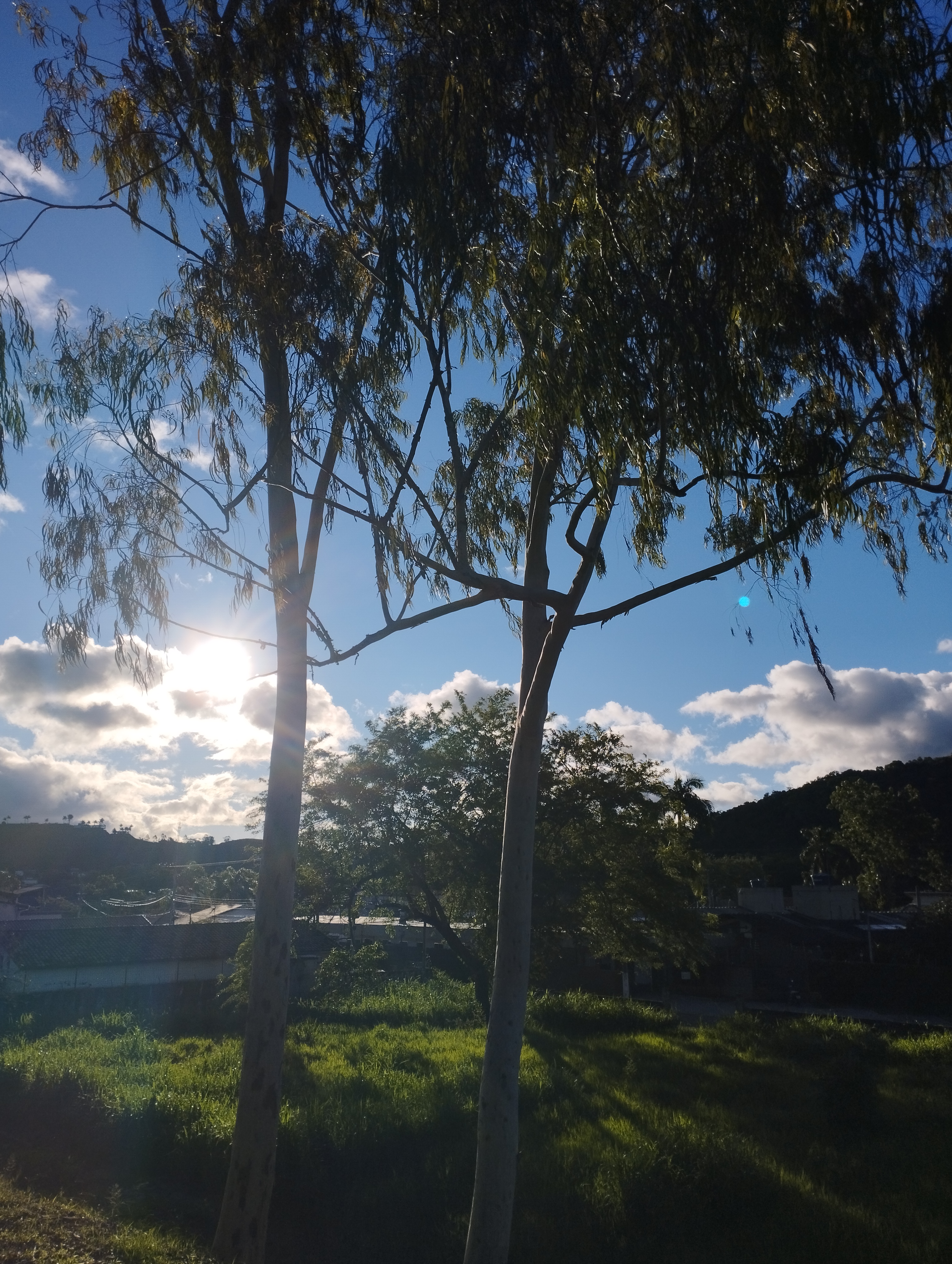 São as raízes que te levam aos céus